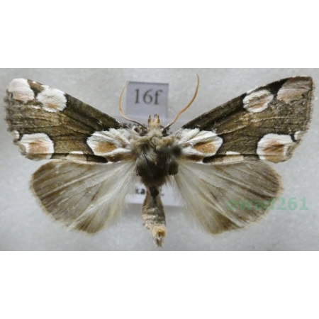 Thyatira batis (Linnaeus, 1758) Plamówka malinówka Czech16f